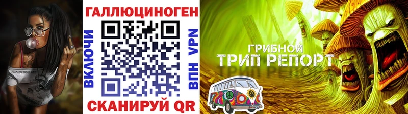 цена   Кяхта  Псилоцибиновые грибы GOLDEN TEACHER 